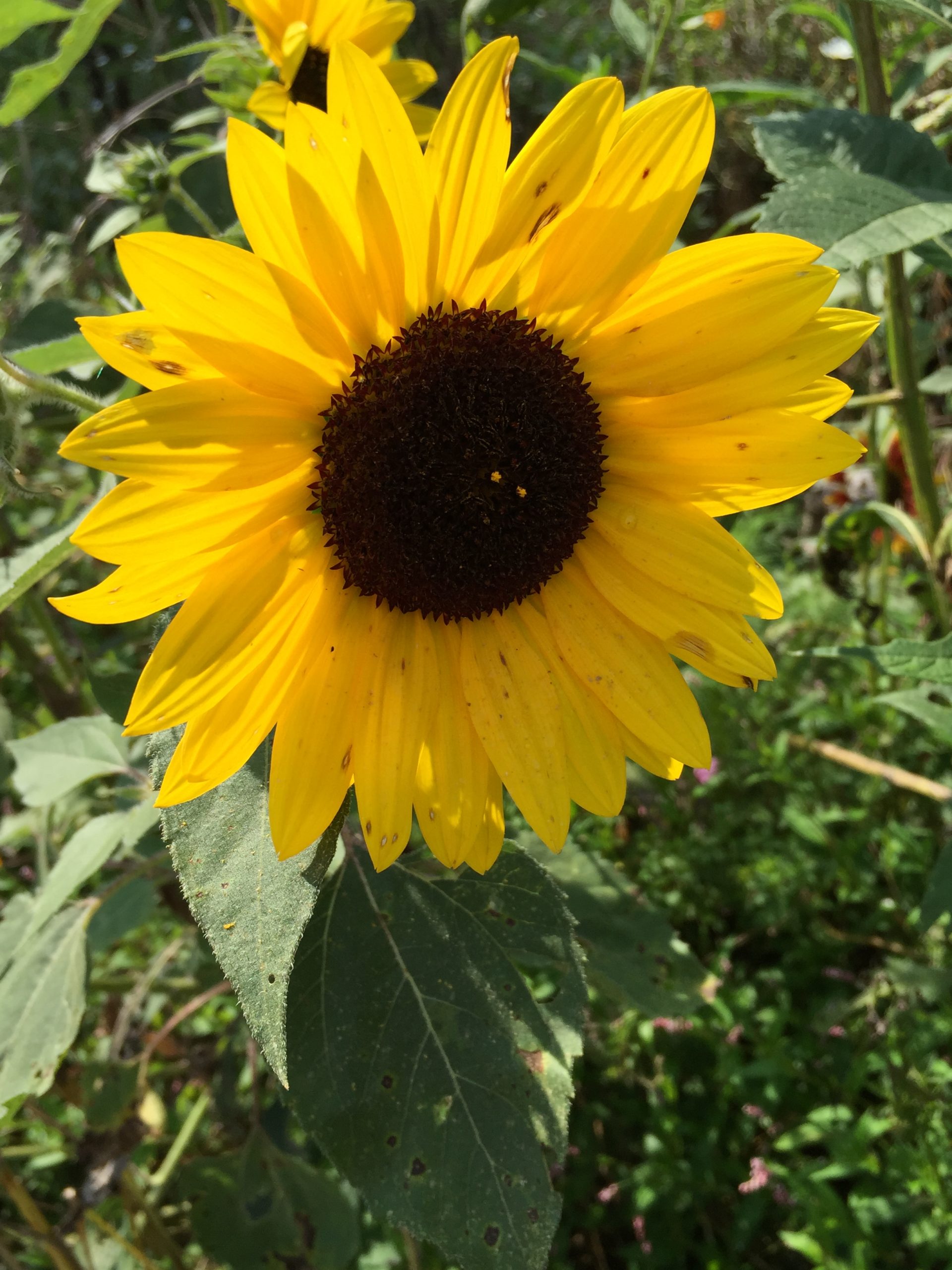 Sunflower
